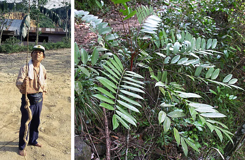 Left: a man in Sumatra holding a long, thin tongkat ali root taller than he is. Right: the plant’s long leaves of paired leaflets.